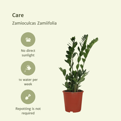 2x Zamioculcas Zamiifolia - Smaragdpalme - 70cm - ø17 - Pflanzfix24