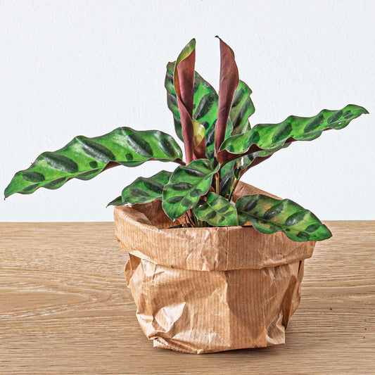 Calathea Lancifolia - Terrarium Pflanze - Ø 6cm Topf - Pflanzfix24.de - Pflanzfix24.de