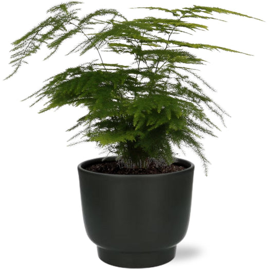 Asparagus Setaceus - Ø12cm - ↕35cm + Potenza Pot D13x11cm - Schwarz - Pflanzfix24.de - Pflanzfix24.de