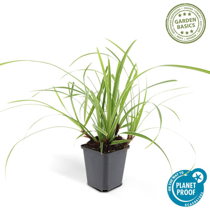 24x Carex morrowii 'Ice Dance' - Ziergras für Garten - Pflanzfix24