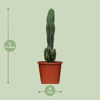 Cereus Peruvianus Florida - Ø17cm - ↕75cm - Pflanzfix24