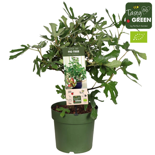 Bio Feigenpflanze 'Little Miss Figgy' Ø23cm | Pflanzfix24