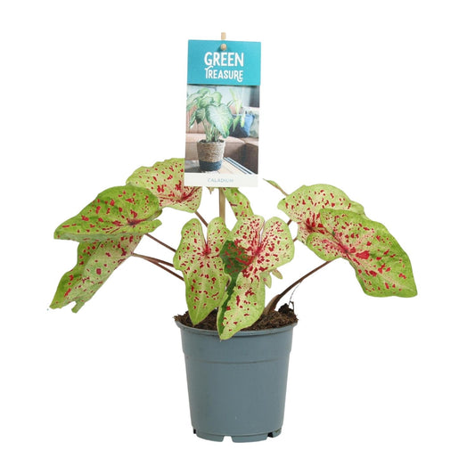 Caladium Miss Muffet - Ø12cm - ↕25cm - Pflanzfix24