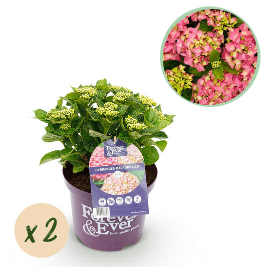 Hortensie Hydrangea Forever & Ever - Rosa - 2 Pflanzen - Topf 23cm - Pflanzfix24.de - Pflanzfix24.de
