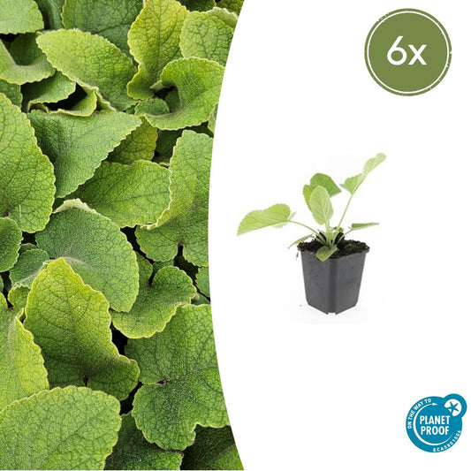 6x Phlomis russeliana - ↕10-25cm - Ø9cm bei Pflanzfix24.de - Pflanzfix24.de