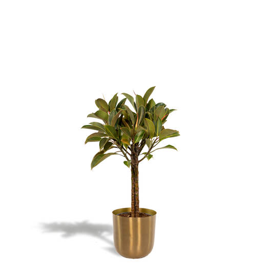 Ficus Elastica Melany Stamm + Topf Mayk Gold - ↨90cm - Ø21cm - Pflanzfix24