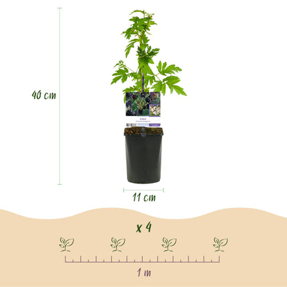 Pflanzfix24 - Brombeere - Rubus Thornfree Evergreen - Schwarze Brombeere - Dornlos - 2 Pflanzen