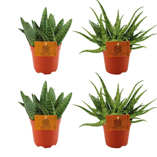 4er-Set Aloe Paradisicum & Aloe Spider | Pflanzfix24