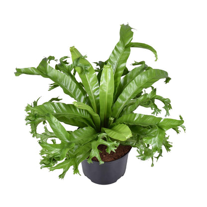 Asplenium nidus Crissie Ø23cm Zimmerpflanze | Pflanzfix24