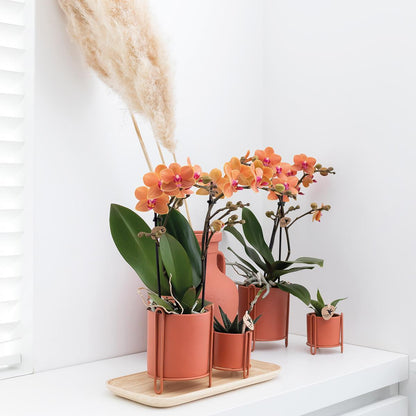 Orange Phalaenopsis „Mineral Bolzano“ Ø9cm – Leuchtende Orchidee | Pflanzfix24.de - Pflanzfix24.de