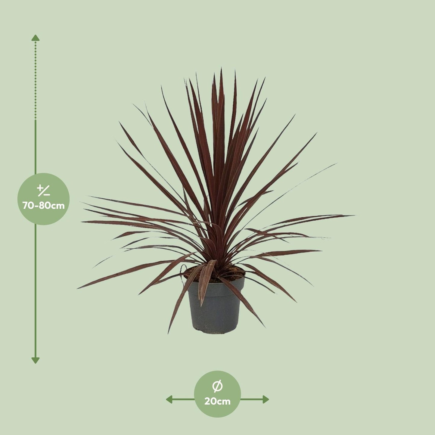 Cordyline Australis Red Star - Ø20cm - ↕80cm - Pflanzfix24