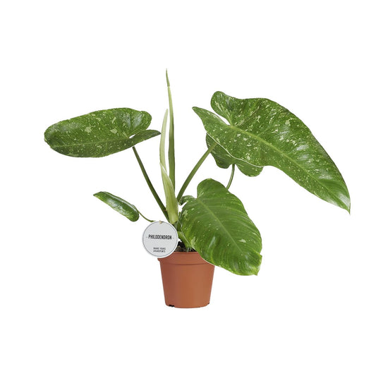 Philodendron Jose Buono 15cm – tropisches Raumgrün | Pflanzfix24