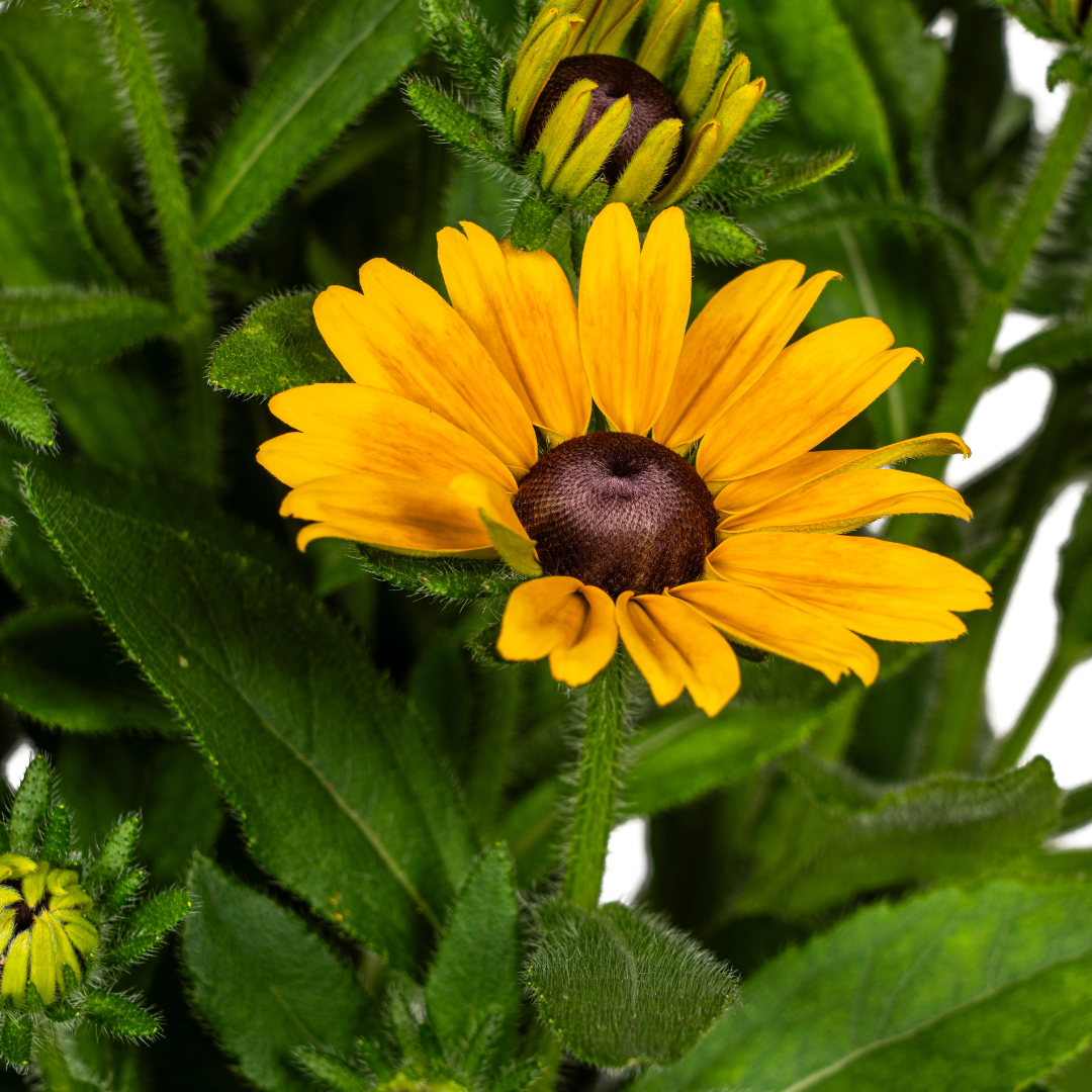 Rudbeckia Summerina Ø19cm – sonnige Blüte | Pflanzfix24.de - Pflanzfix24.de