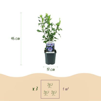 Pflanzfix24.de - Hibiscus syriacus Oiseau Blue - 1 Pflanze - Blüte Blau - Topf 17cm - Pflanzfix24.de