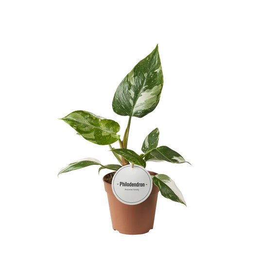 Philodendron White Princess - Ø12cm - ↕30cm - Pflanzfix24