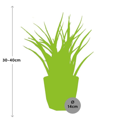 Sansevieria Fernwood Punk 14cm Pflanzfix24