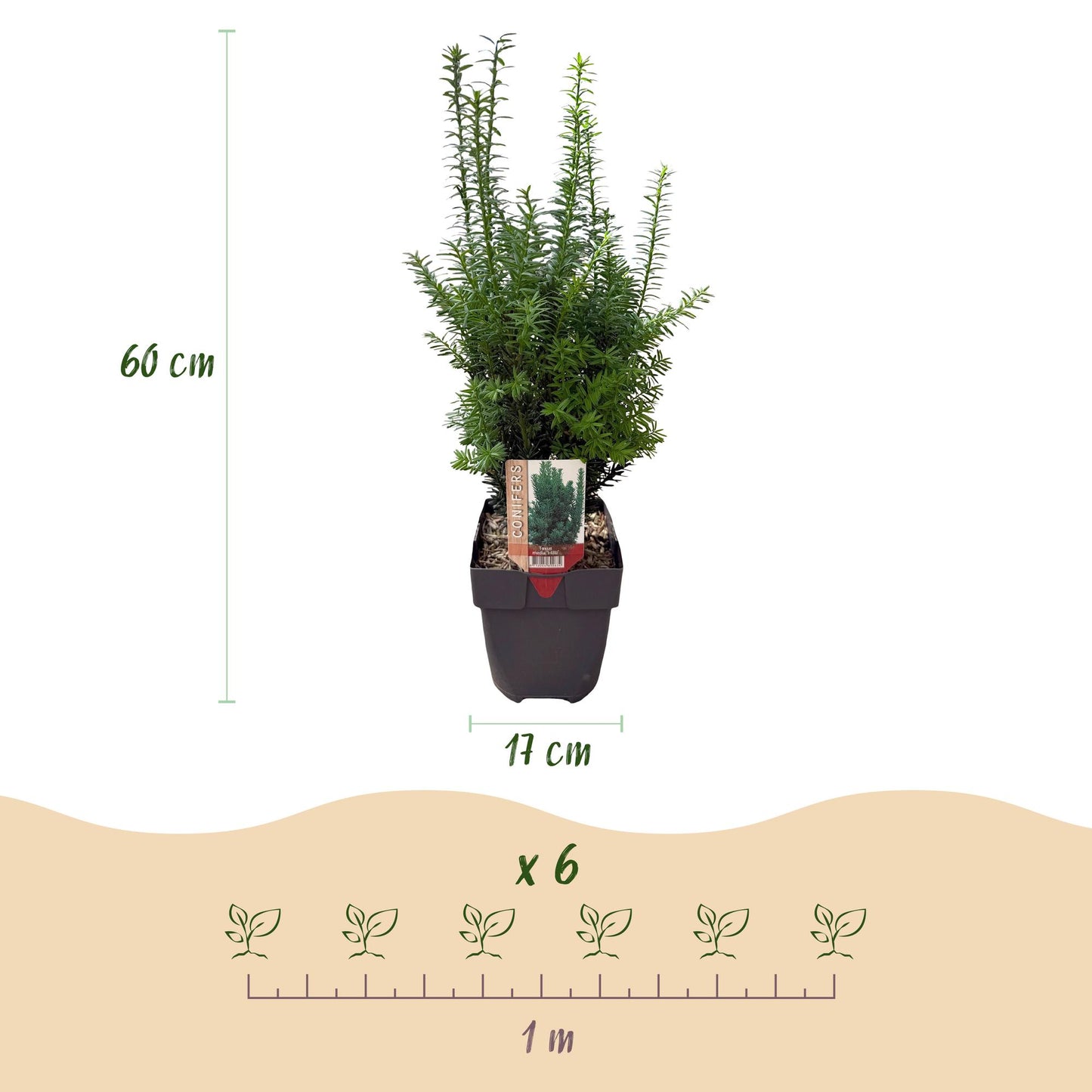 pflanzfix24 - Taxus media Hillii Heckenpflanzen - 6 Pflanzen - 1m