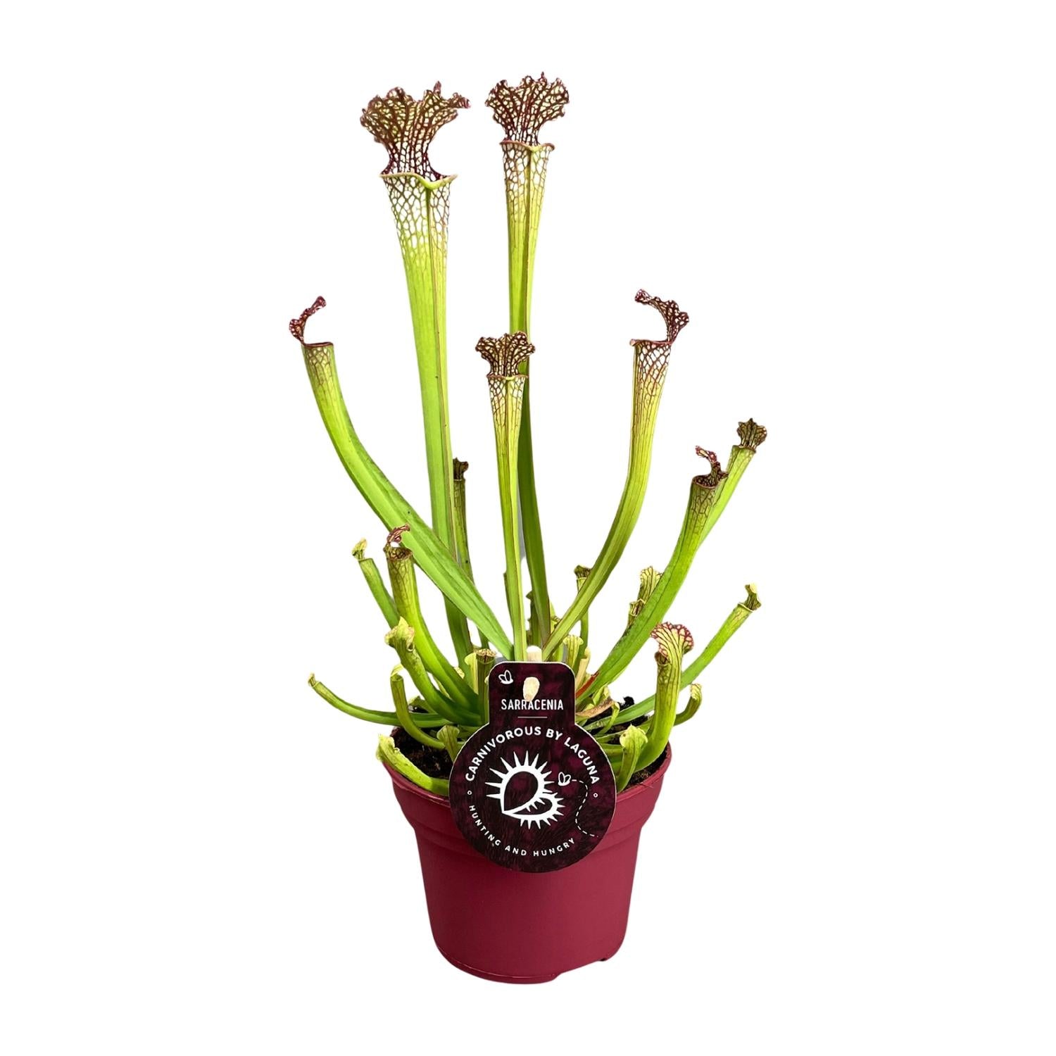 Sarracenia Farnhamii – Fleischfressende Pflanze – Pflanzfix24.de - Pflanzfix24.de