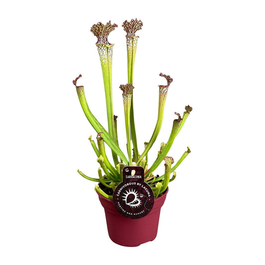 Sarracenia Farnhamii – Fleischfressende Pflanze – Pflanzfix24.de - Pflanzfix24.de