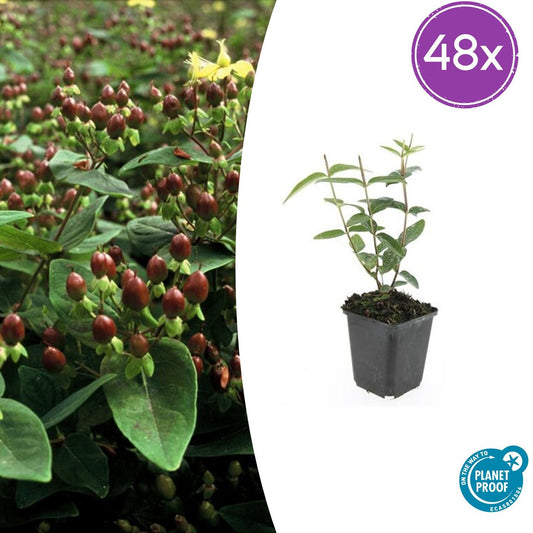 48x Hypericum inodorum - ↕10-25cm - Ø9cm bei Pflanzfix24