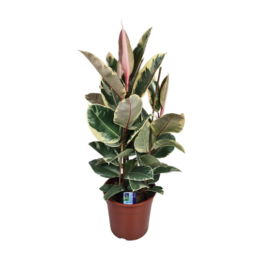 Ficus Elastica Tineke - Ø27cm - ↕85cm bei Pflanzfix24