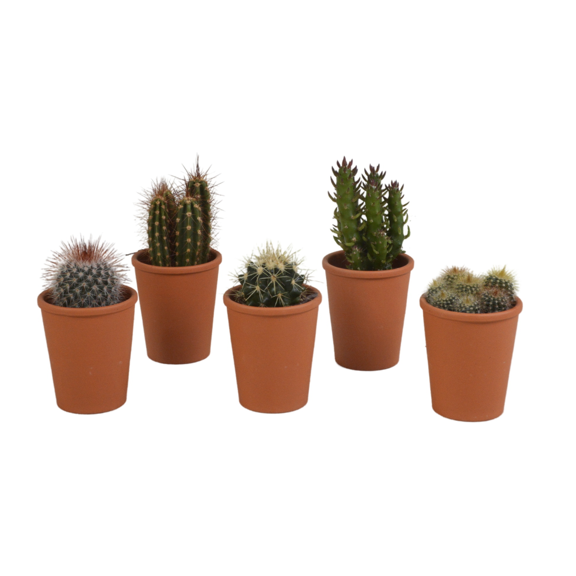 Kakteenmischung 5,5 cm - 5x - in terracotta pot - Pflanzfix24.de - Pflanzfix24.de