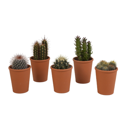 Kakteenmischung 5,5 cm - 5x - in terracotta pot - Pflanzfix24.de - Pflanzfix24.de