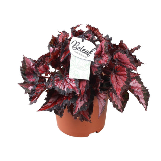 Begonia Beleaf Inca Night - Ø17cm - ↕35cm - Pflanzfix24