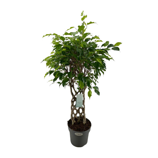 Ficus Benjamina Exotica matt - Ø24cm - ↕100cm - Pflanzfix24