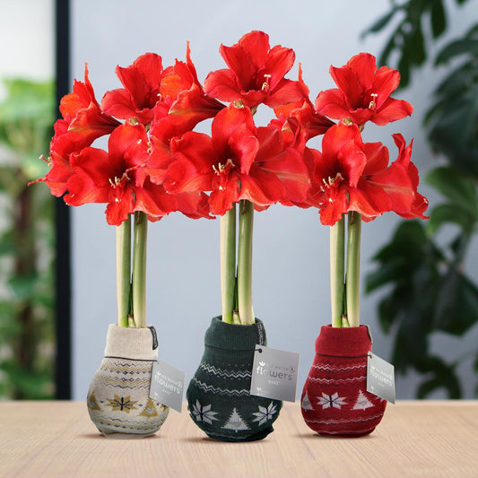 No Water Flowers® (wax amaryllis) | Fashionz Nordic Mix (3 pack) + Red flower - Pflanzfix24