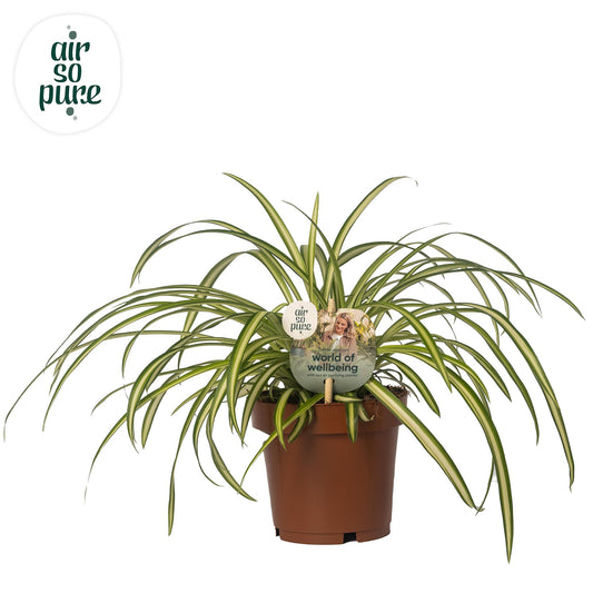 Chlorophytum Atlantic - Ø12cm - ↕25cm - Pflanzfix24