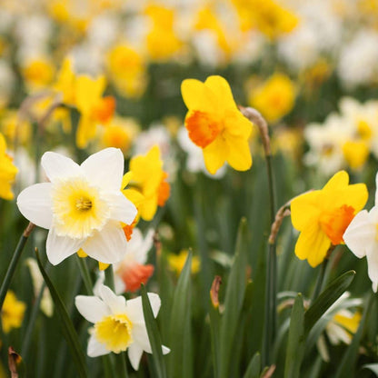 Pflanzfix24 - Super Narzissenmischung - 100 Blumenzwiebeln für farbenfrohe Blumenpracht - Größe 12/14