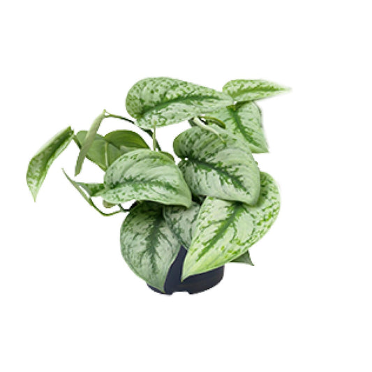 Scindapsus Pictus Trebie Ø12cm, ca. 15–20cm – Zimmerpflanze | Pflanzfix24.de - Pflanzfix24.de