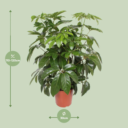 Schefflera Actinophylla Amate - Ø30cm - ↕120cm von Pflanzfix24