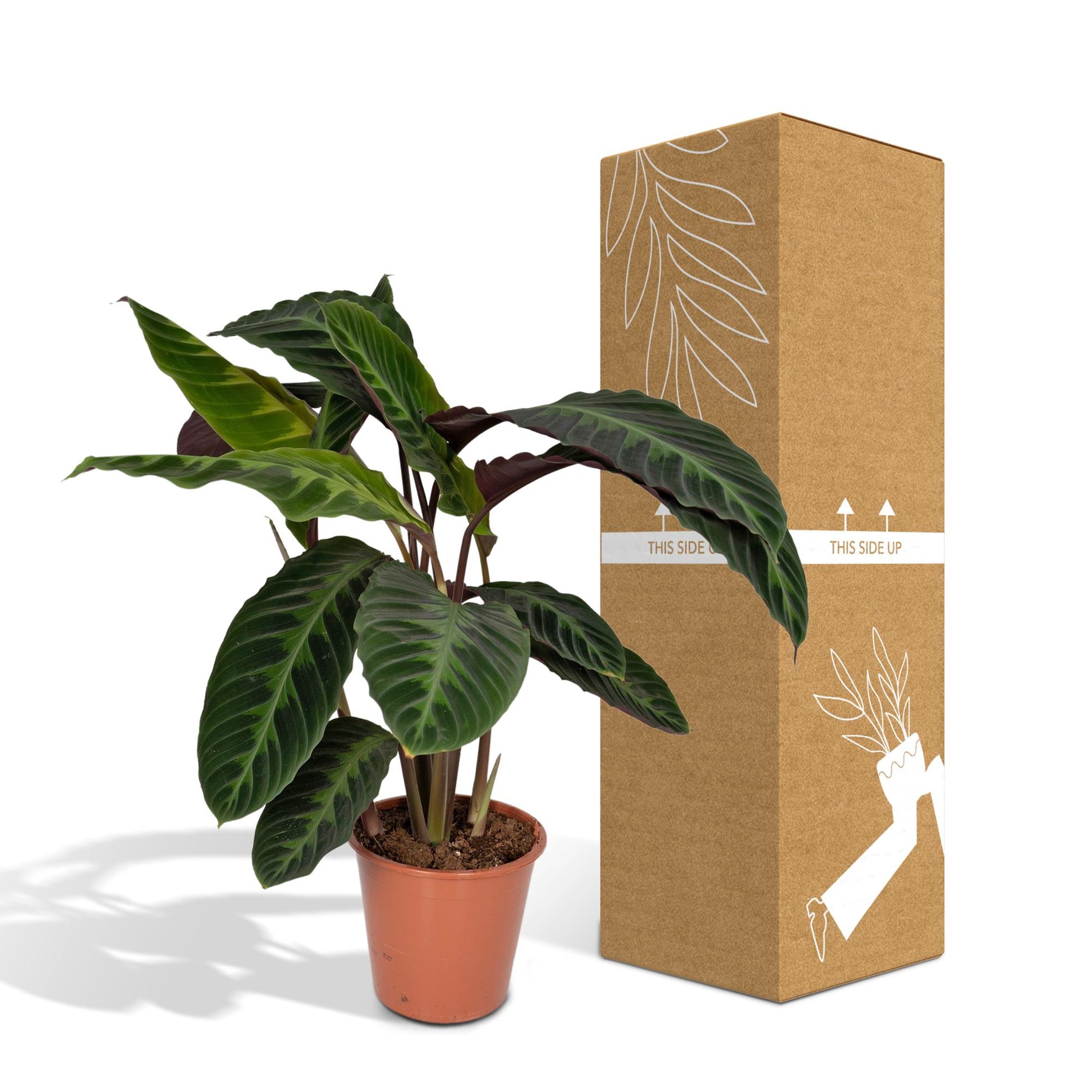 Calathea Warscewiczii - Pfauenpflanze - Ø19cm - ↕70cm - Pflanzfix24.de - Pflanzfix24.de