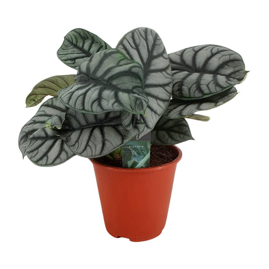 Alocasia Silver Dragon - Ø19cm - ↕45cm von Pflanzfix24
