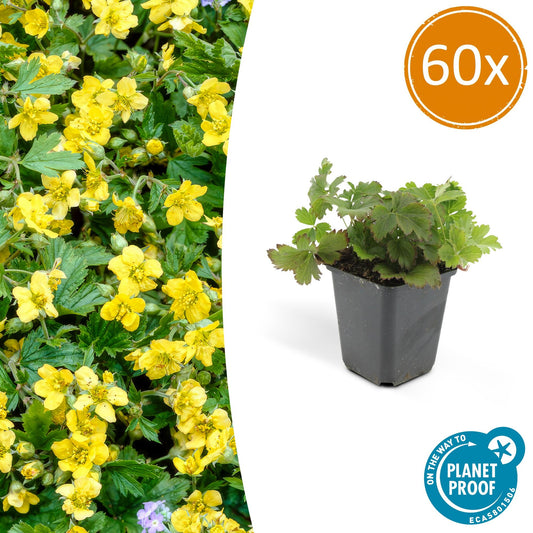 60x Waldsteinia ternata - ↕10-25cm - Ø9cm - Pflanzfix24.de - Pflanzfix24.de