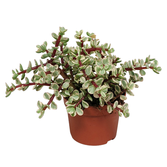 Portulacaria afra Variegata 10,5 cm – Pflanzfix24.de - Pflanzfix24.de