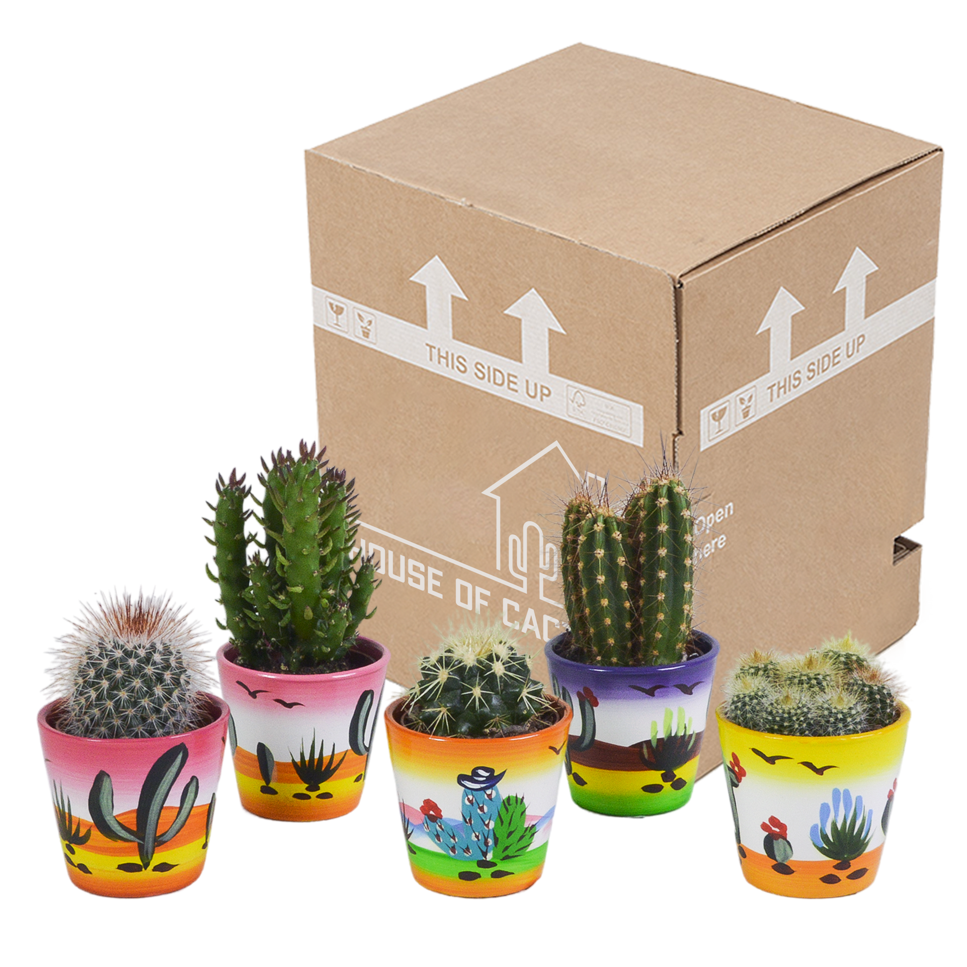 Kakteenmischung 5,5 cm - 5x - in Mexicaanse pot - Pflanzfix24.de - Pflanzfix24.de