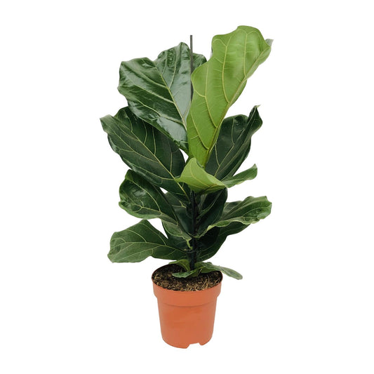 Ficus Lyrata - Ø17cm - ↕75cm - Pflanzfix24.de - Pflanzfix24.de