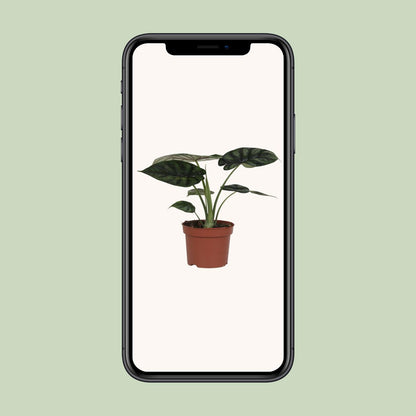Alocasia Dragon Scale - Ø17cm - ↕35cm bei Pflanzfix24