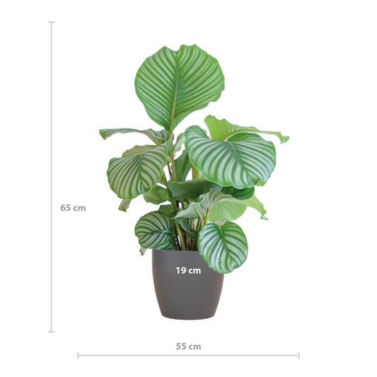 Calathea Orbifolia mit Viber grau - 65cm - Ø21 - Pflanzfix24.de - Pflanzfix24.de