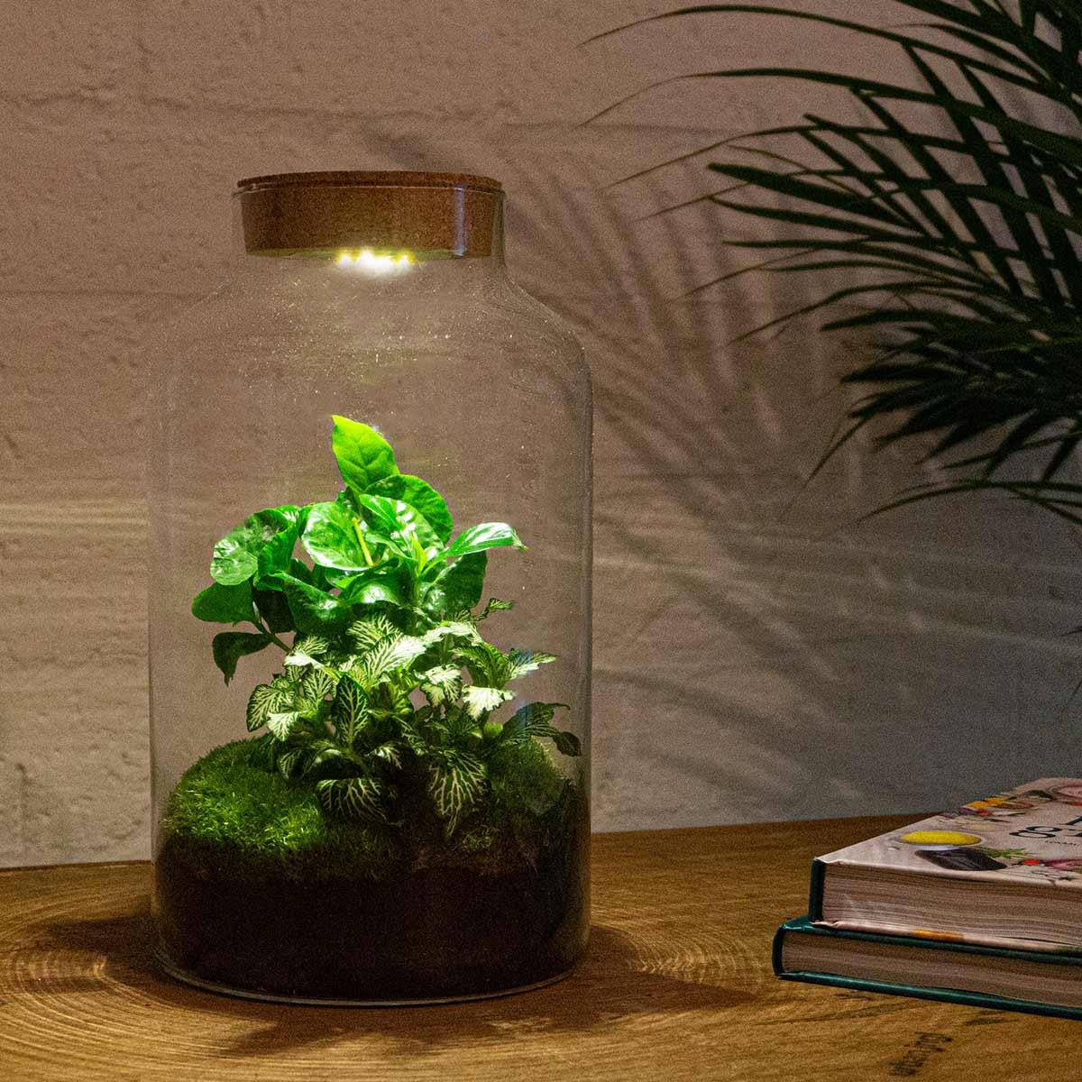 Flaschengarten - Milky Coffea mit Lampe - Pflanzfix24.de - Pflanzfix24.de