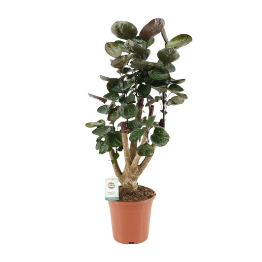 Polyscias Fabian - Ø17cm - ↕65cm - Pflanzfix24
