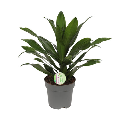 Dracaena Fragrans Grune - Ø17cm - ↕40cm - Pflanzfix24