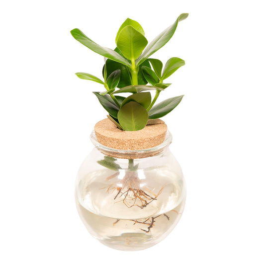 Clusia in Bolglas kurk - Ø12cm - ↕30cm - Pflanzfix24.de - Pflanzfix24.de