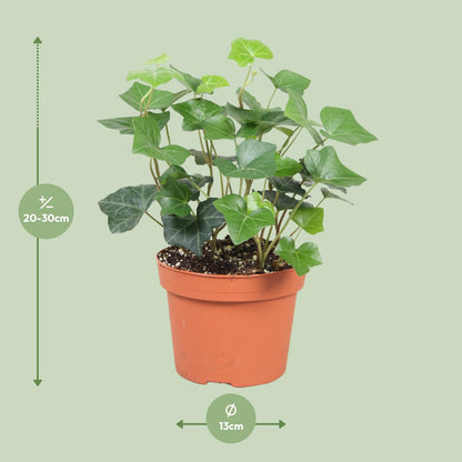 Hedera Hibernica - Ø13cm - ↕30cm by Pflanzfix24