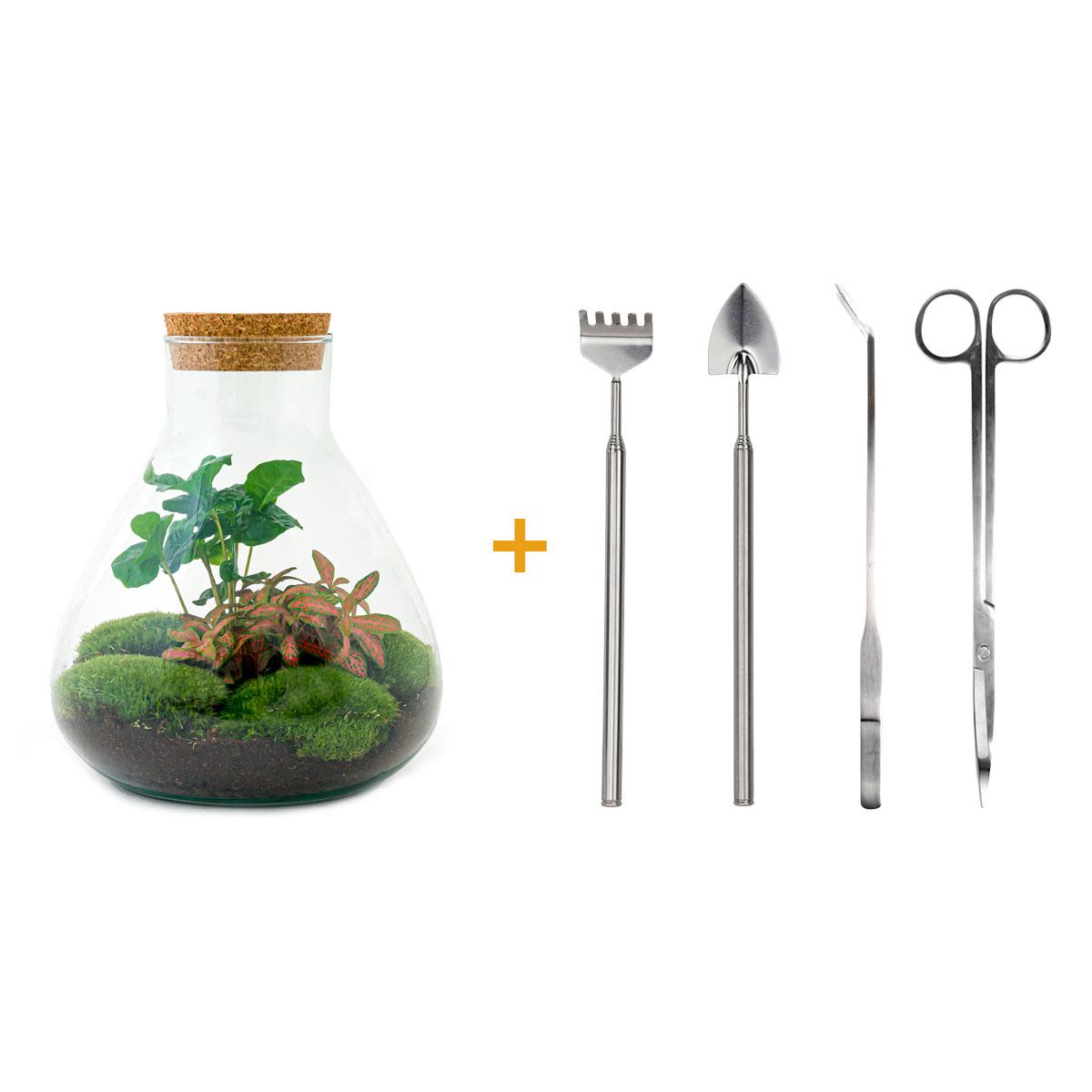 Flaschengarten - Sammie Coffea - ↕ 26 cm - Normal - Pflanzfix24.de - Pflanzfix24.de