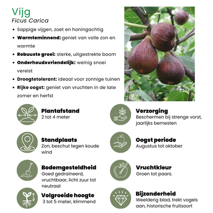 Süße Ernte Trio BIO Obstpflanzen Set - Pflanzfix24