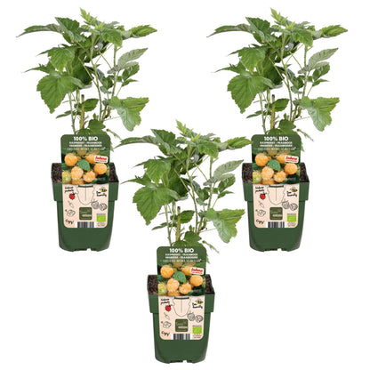 Rubus id. Twotimer 'Sugana Yellow' - Set of 3 - Pflanzfix24